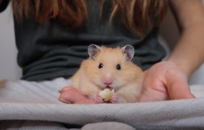 cute Hamster eating