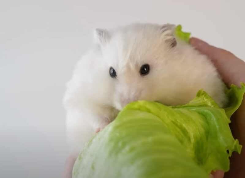 eating lettuce as a snack
