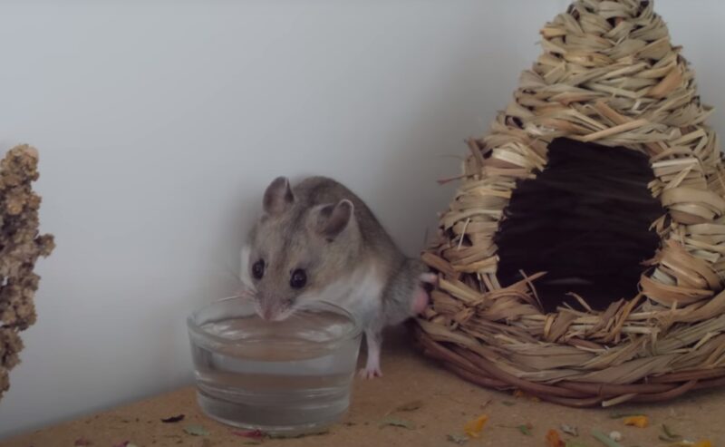 hamster drinks water