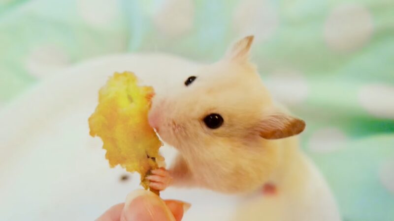 hamster eat apple
