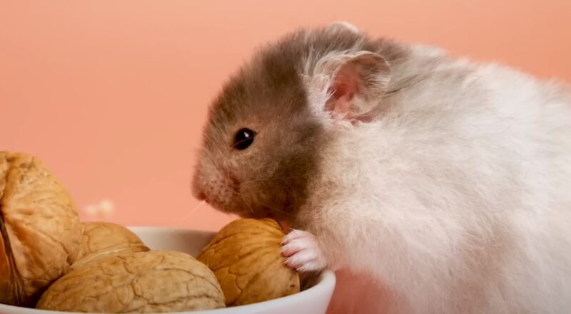 hamster eat walnut