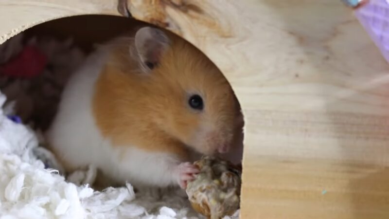 hamster eat walnut