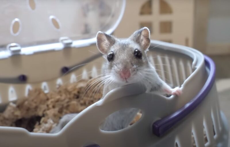 hamster in basket