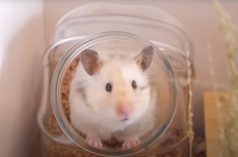 hamster in jar