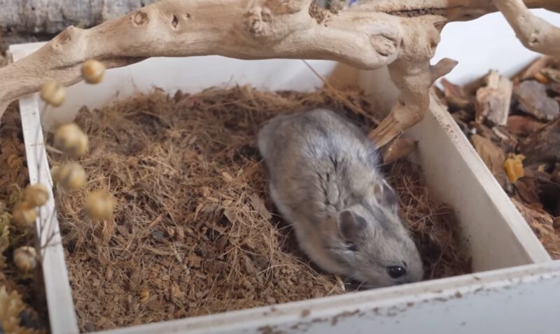 hamster in nest