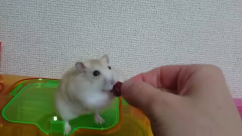 hamster tries raisin