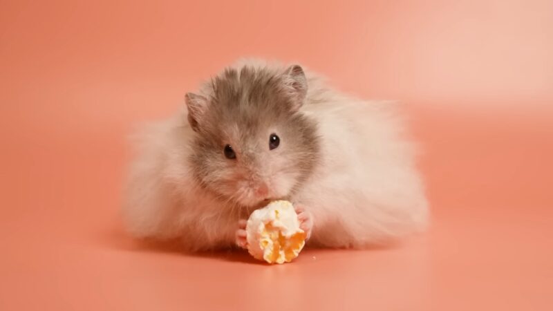 hamster with popcorn