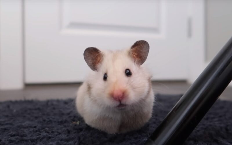 little white hamster