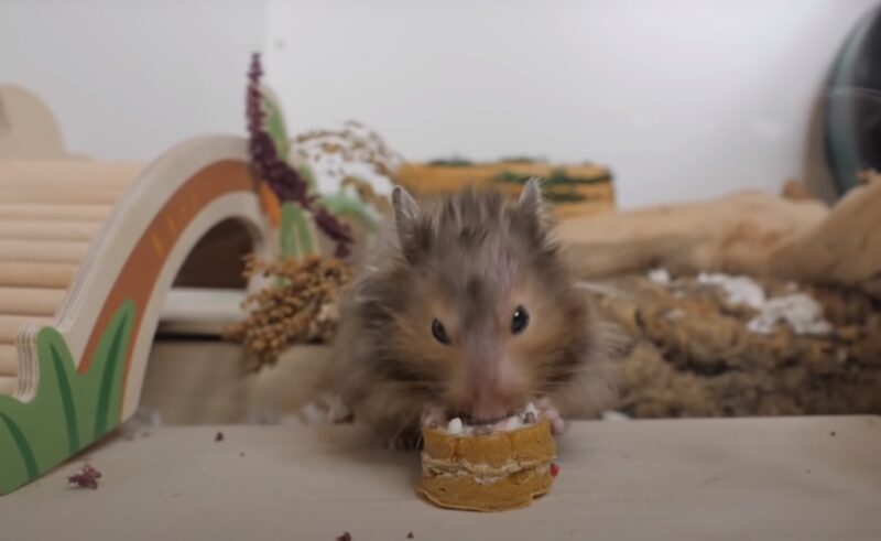 small cute hamster