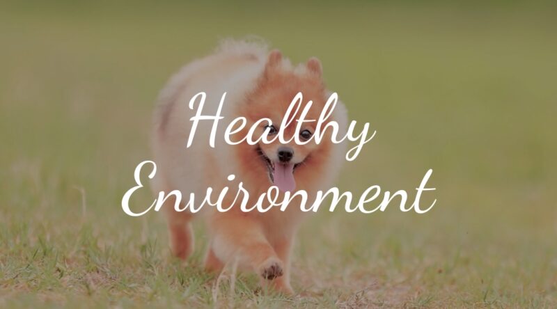 A Healthy Environment for a Healthy Dog
