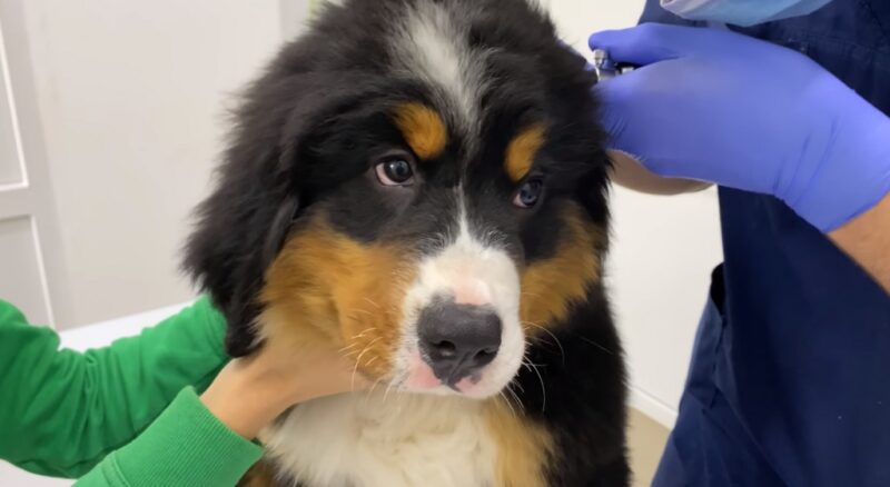Causes of Canine Blackheads (1)