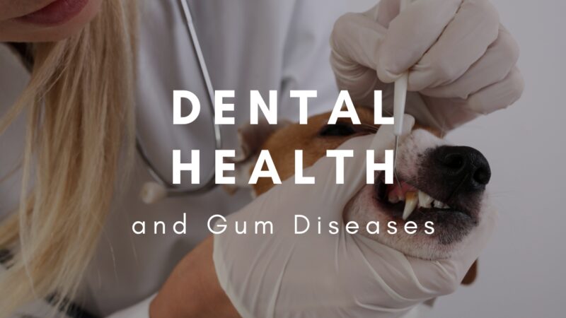 Dental Health and Gum Diseases