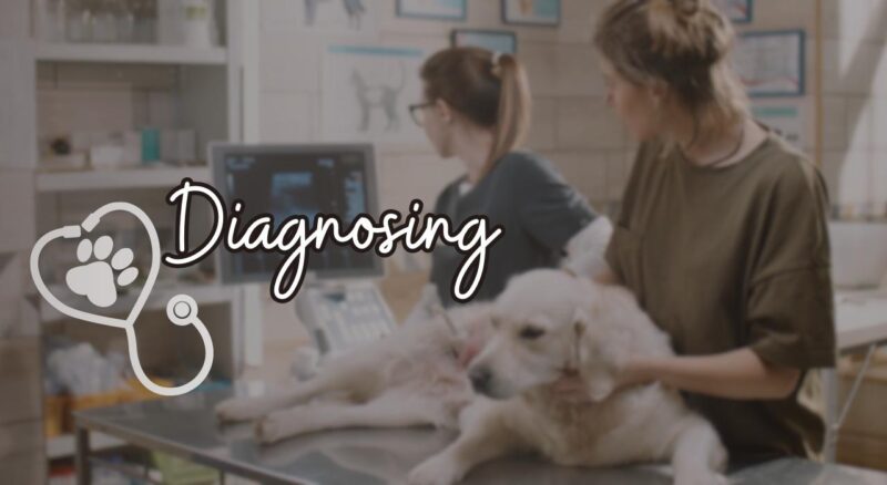 Diagnosing the Problem