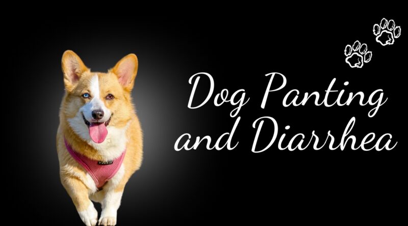Dog Panting and Diarrhea