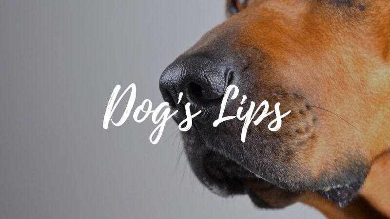 Dog's Lips Turning Pink