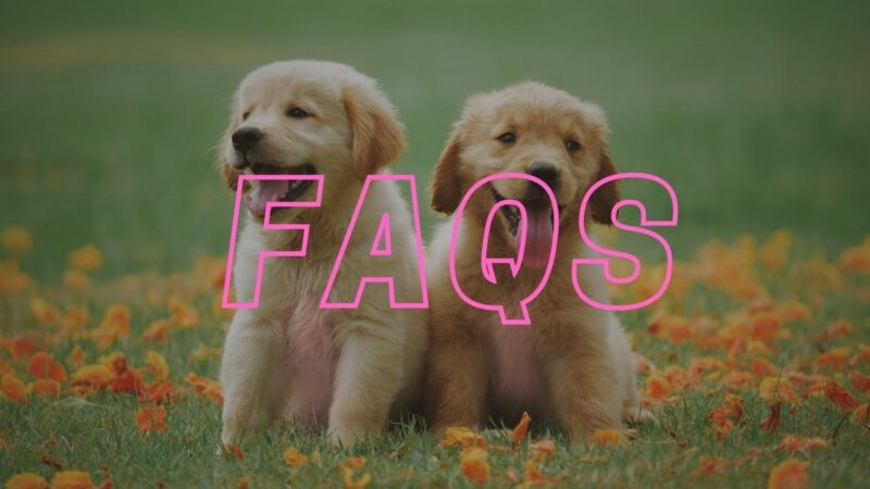 FAQs about Dog's Pink Skin