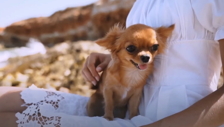 Can Female Dogs Orgasm? Pleasure Unleashed! - Kendall Animal Clinic