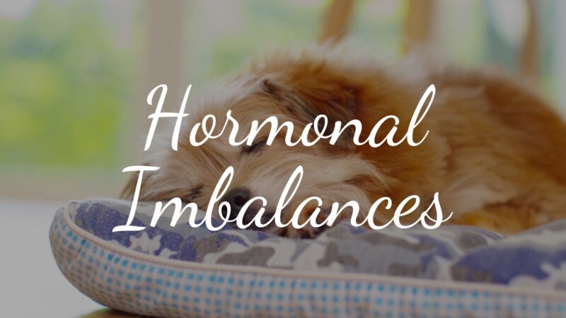 Hormonal Imbalances Can Cause a Variety of Physical Changes in Dogs