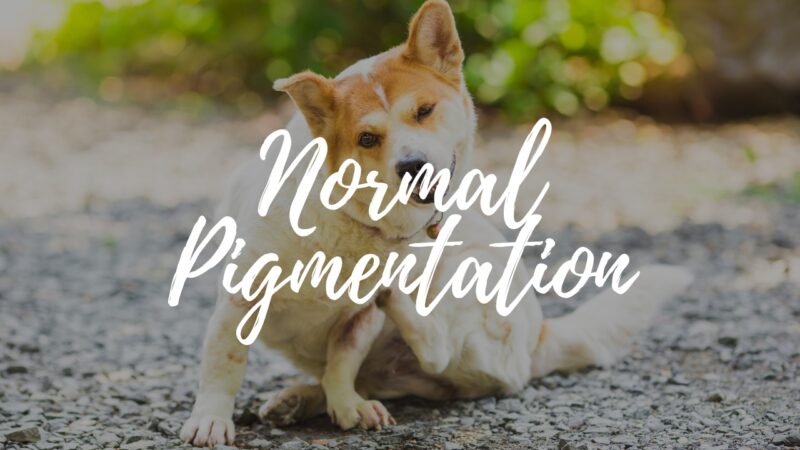 Normal Pigmentation