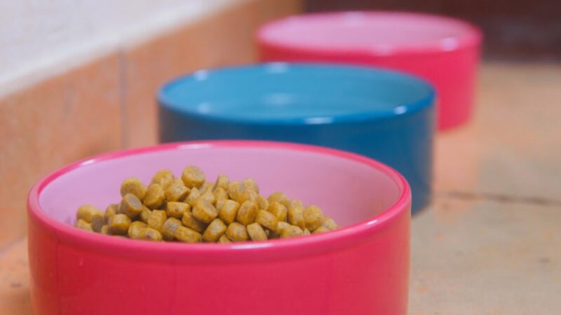 The Nutrition Your Dog Receives Plays a Critical Role in Their Overall Health