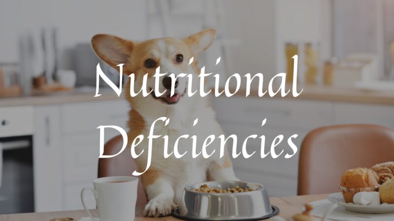 Nutritional Deficiencies Have a Big Influence on Your Pet