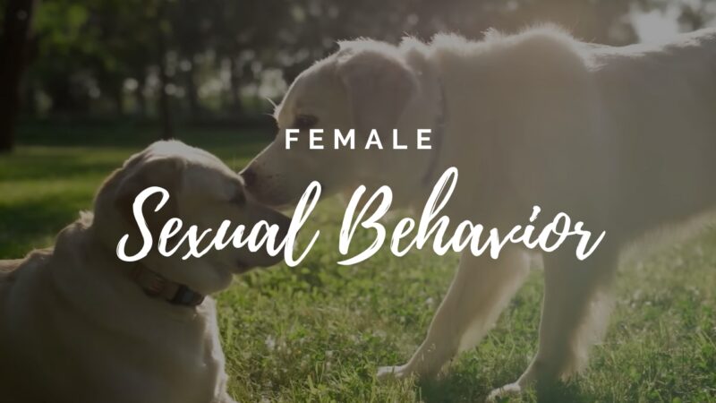 Observations of Female Sexual Behavior