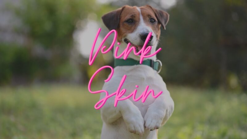 Dog's Pink Skin