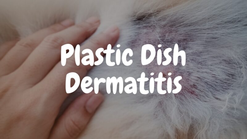 Plastic Dish Dermatitis