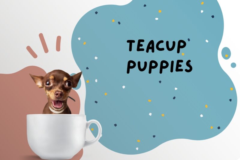 What Are Teacup Puppies? Tiny, Fluffy, and Irresistible!
