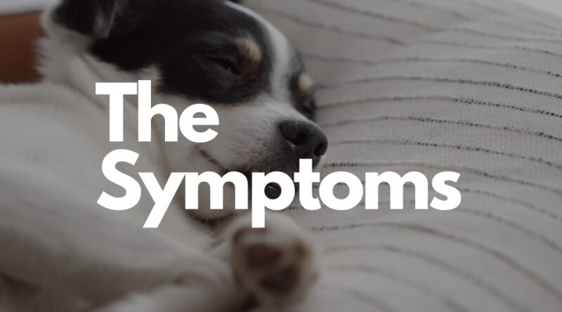 The Symptoms