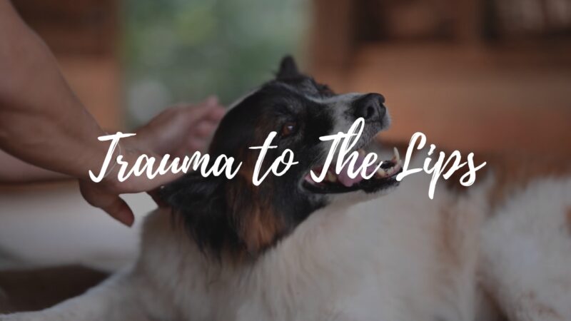 Trauma to The Dog's Lips