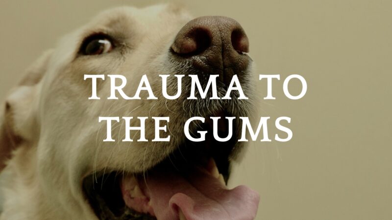 Trauma to the Gums