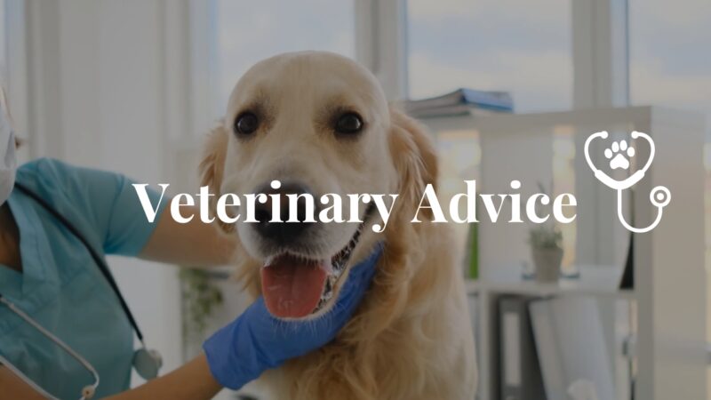 When to Seek Veterinary Advice