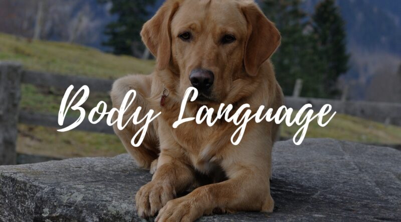 Your Dog's Body Language