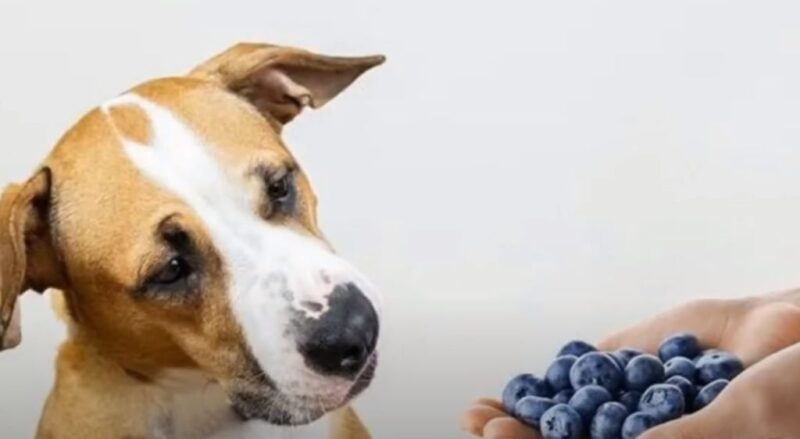 dog and blueberries