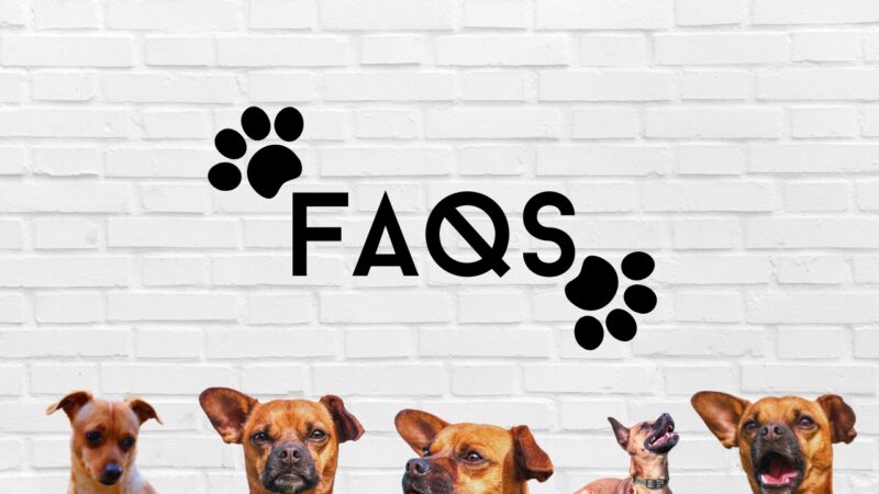 Chiweenie FAQs