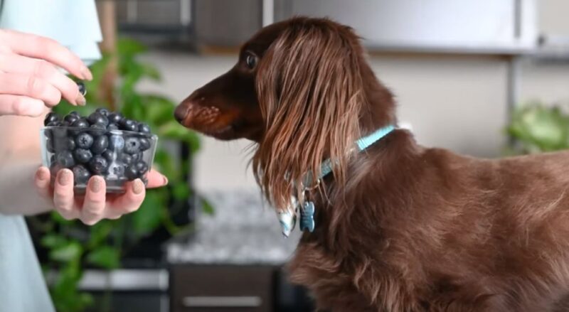 dog and blueberries