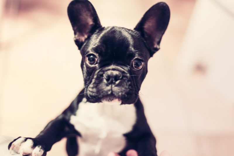 Ethical Considerations in Breeding of French Bulldogs