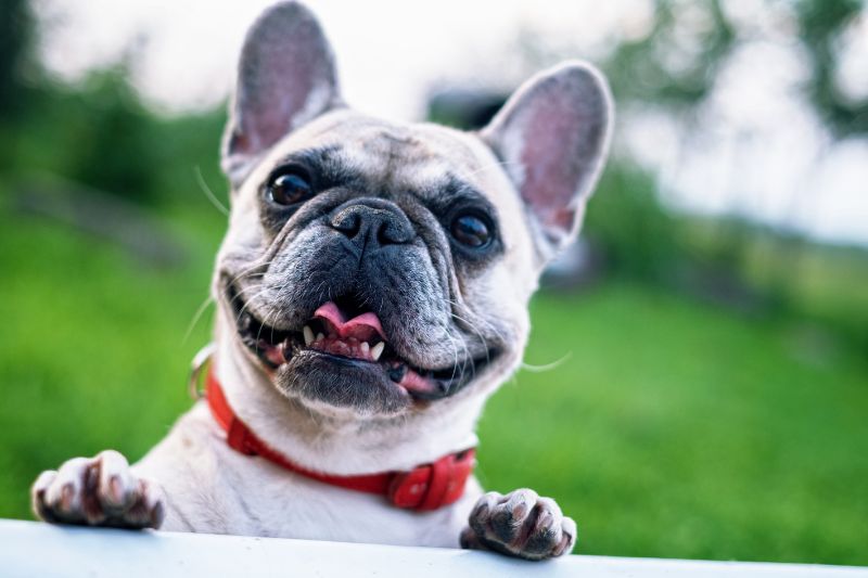 Impact on the Puppies of French Bulldogs