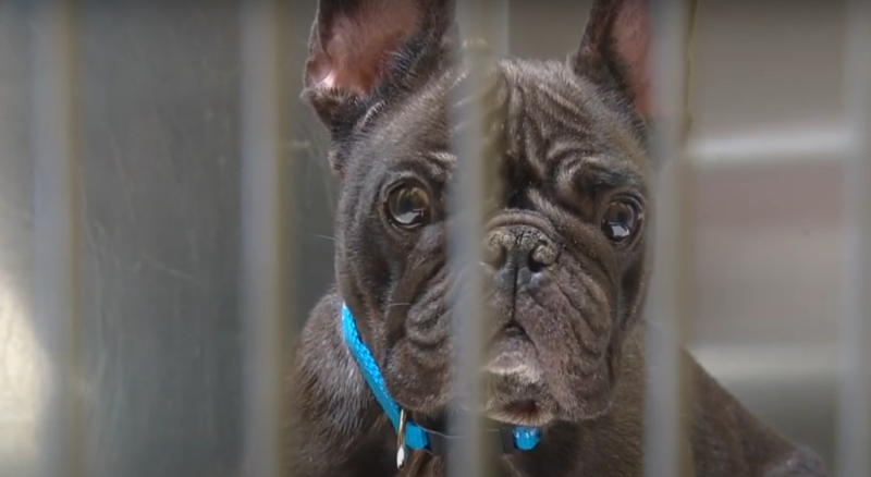 adopt frenchie