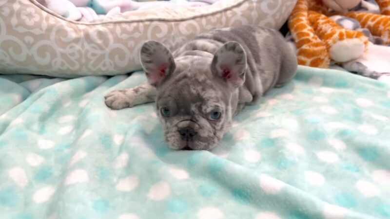 blue Merle French Bulldog Puppy