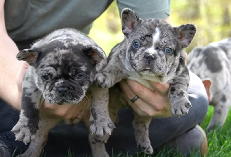 What is the Lifespan of a Merle French Bulldog? Surprising Factors That  Matter - Kendall Animal Clinic