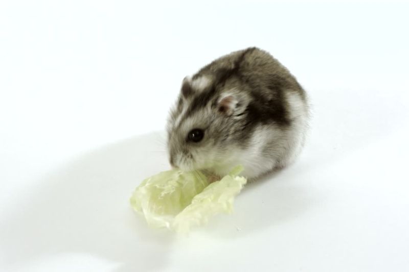 Are There Any Alternatives to hamsters easting cabbage