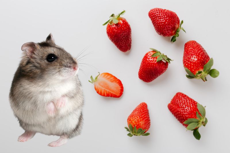 Are There Any Negative Effects To Hamsters Eating Strawberries