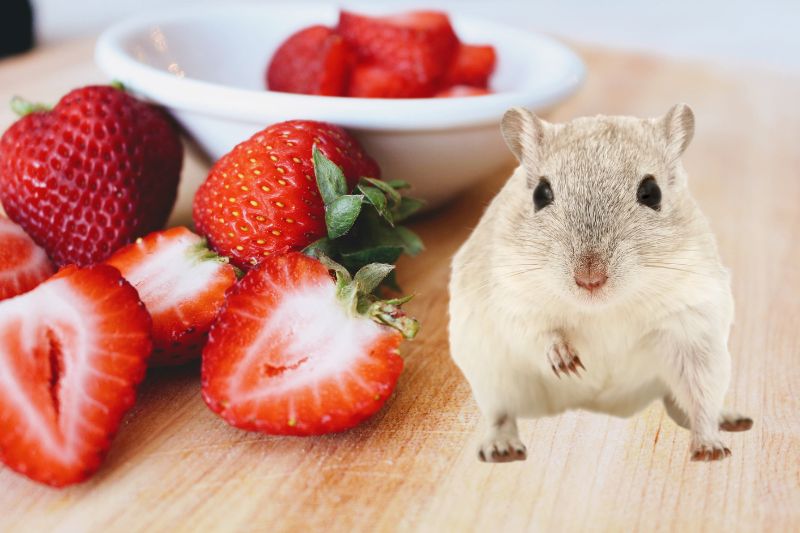 Benefits of feeding Strawberries to your Hamster