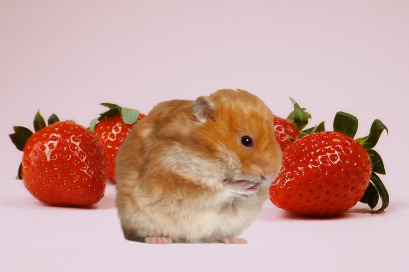 Can Hamsters Eat Strawberries