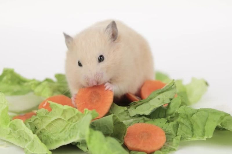 Can hamsters eat cabbage