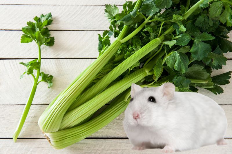 Celery Benefits For Hamsters