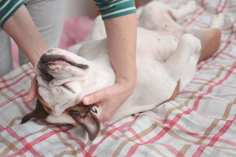Choosing the Right Products For Luxating Patella Dog Massage