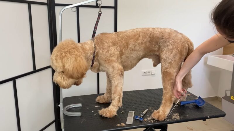 Grooming During Different Life Stages